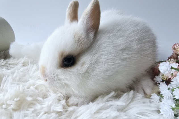 うさぎ
