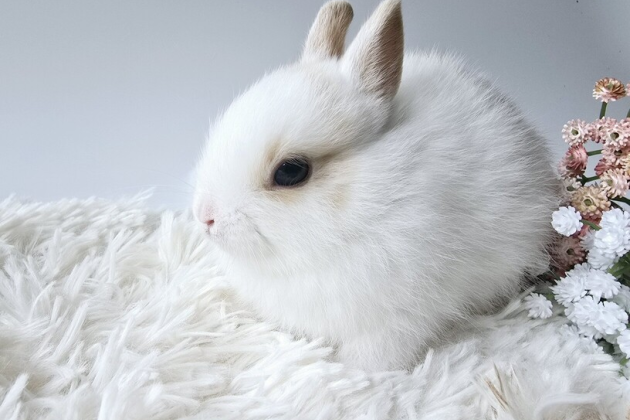 うさぎ