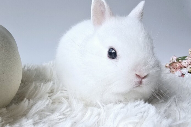 うさぎ